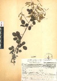 Desmodium orbiculare image