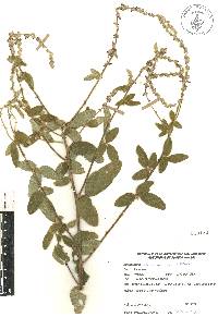 Desmodium plicatum image