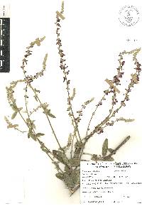 Desmodium plicatum image