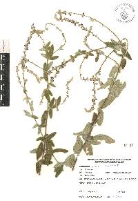 Desmodium plicatum image