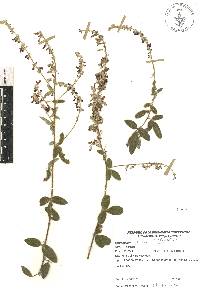 Desmodium plicatum image