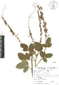 Desmodium sericophyllum image