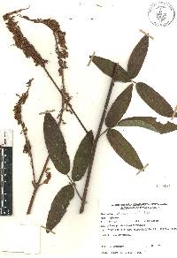 Desmodium strobilaceum image