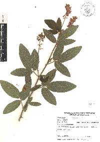 Desmodium strobilaceum image