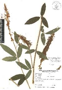 Desmodium strobilaceum image