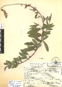 Desmodium subsessile image