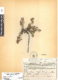 Krameria pauciflora image