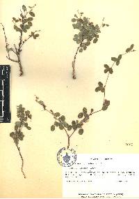 Galactia brachystachys image