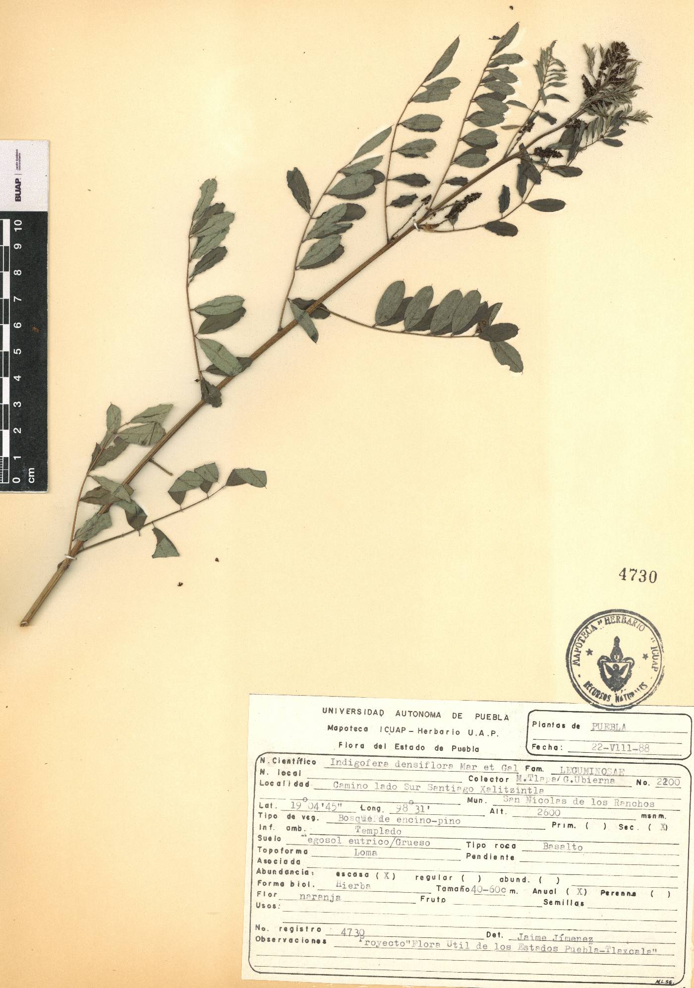 Indigofera densiflora image