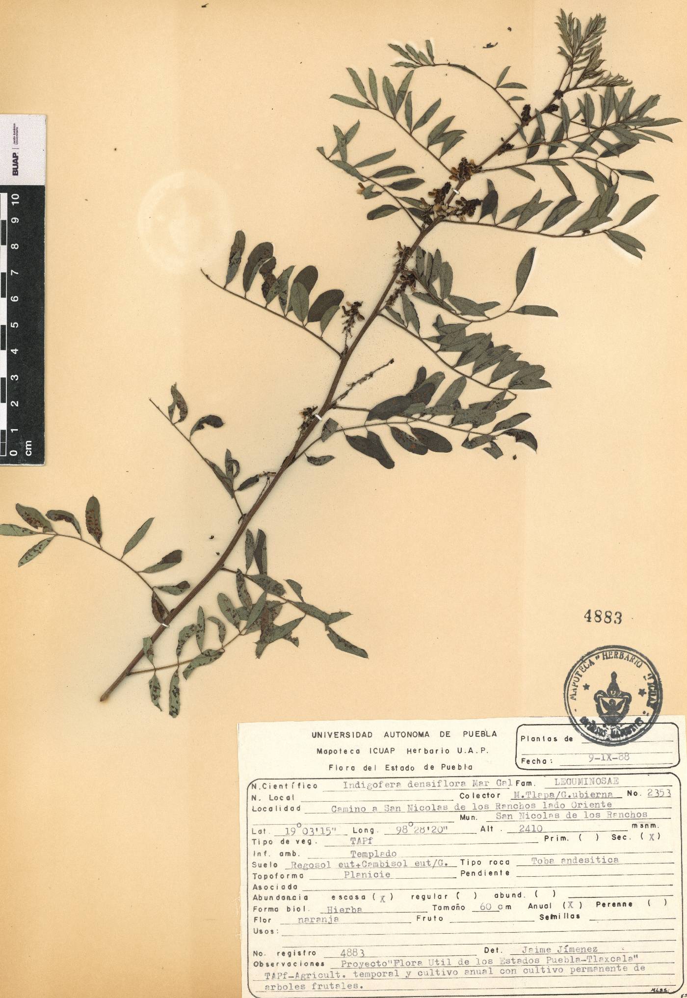 Indigofera densiflora image