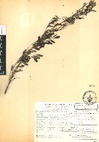 Indigofera densiflora image