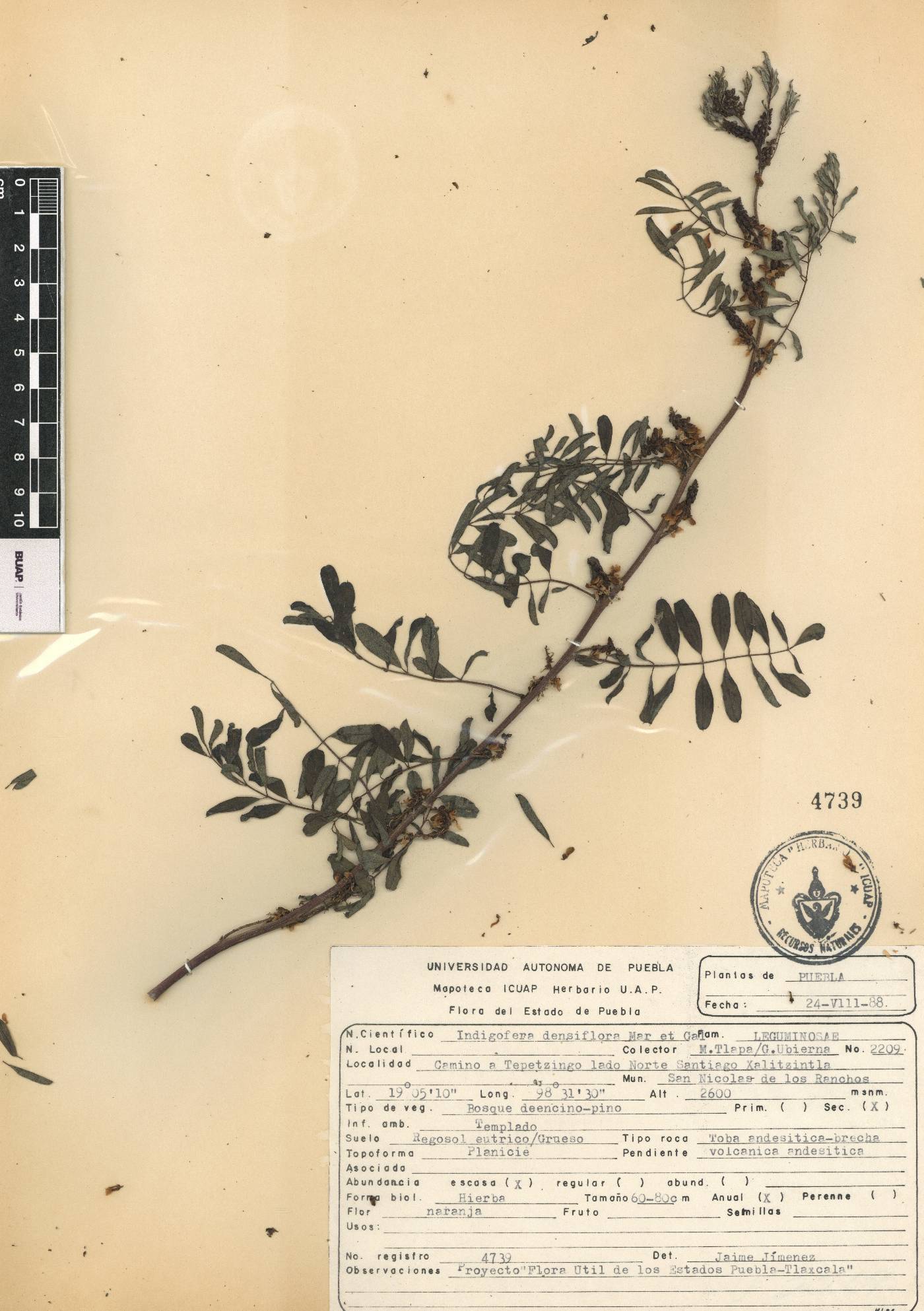 Indigofera densiflora image