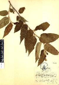 Guazuma ulmifolia image