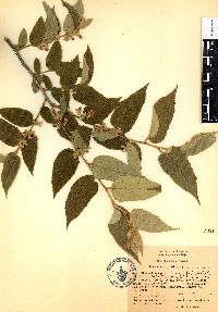 Guazuma ulmifolia image