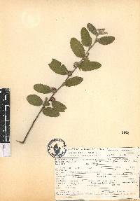 Waltheria indica image