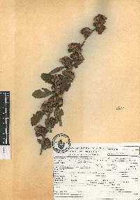 Waltheria indica image