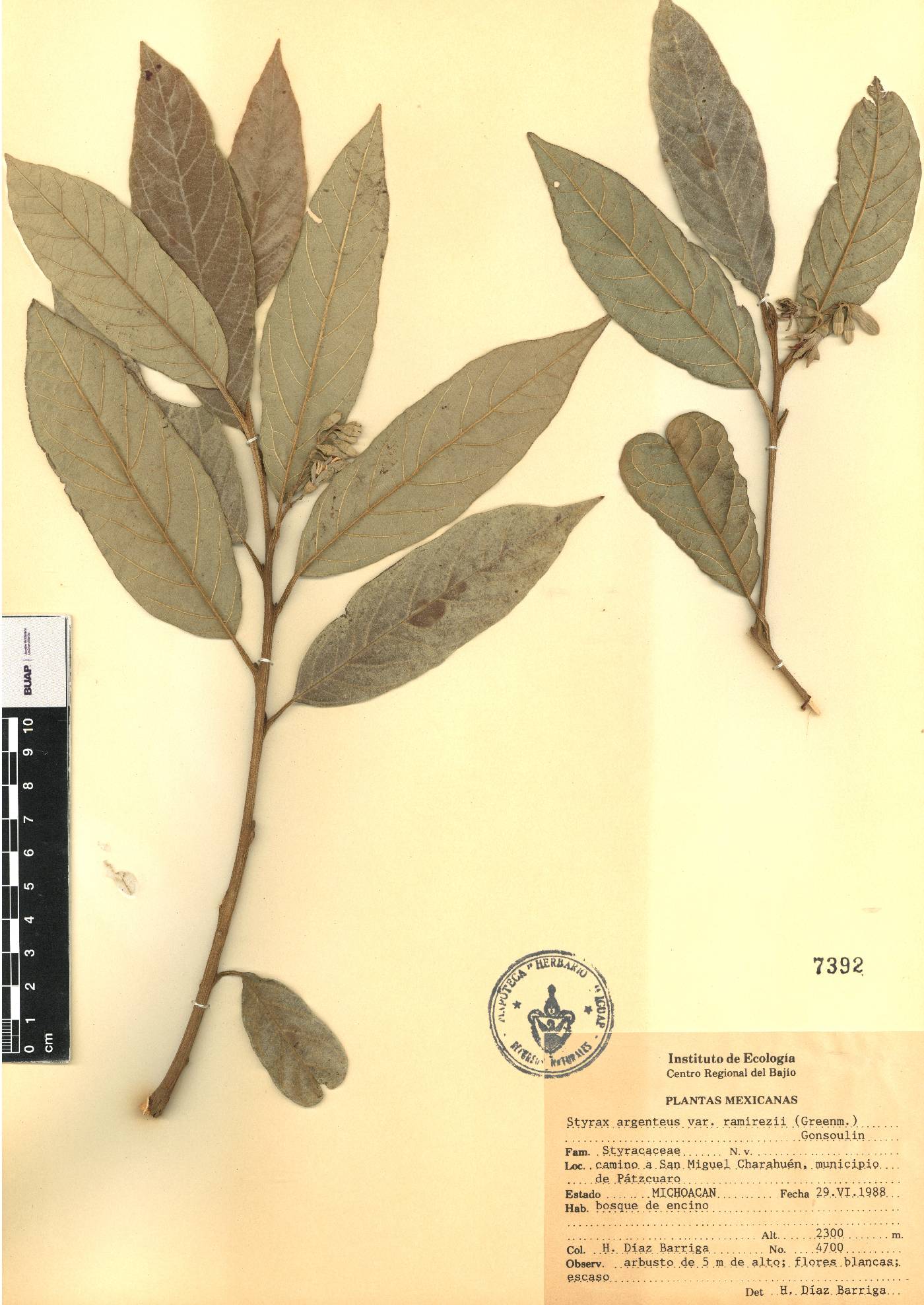 Styrax ramirezii image