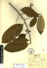 Symplocos prionophylla image