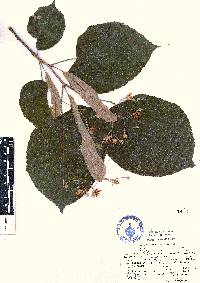 Tilia mexicana image