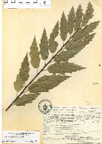 Quercus acutifolia image