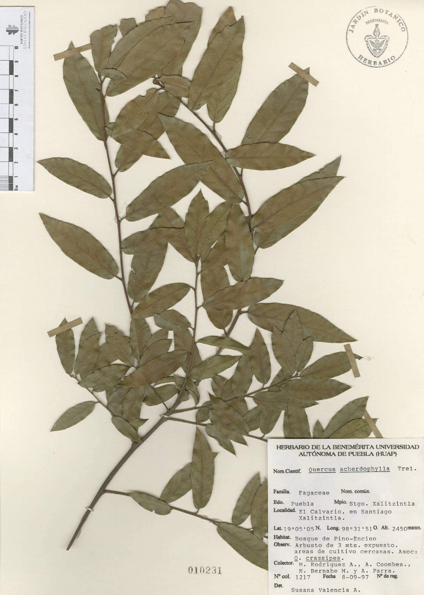 Quercus laurina image