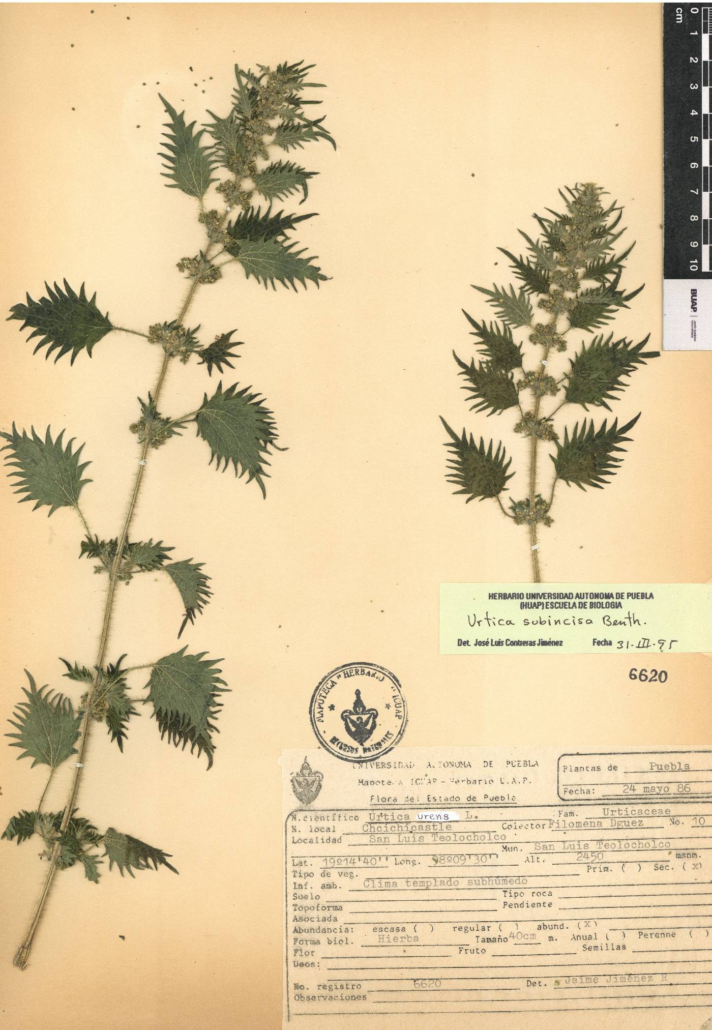 Urtica subincisa image