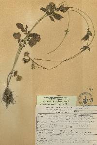 Valeriana densiflora image