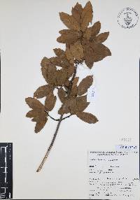 Quercus arizonica image