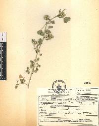 Medicago polymorpha image