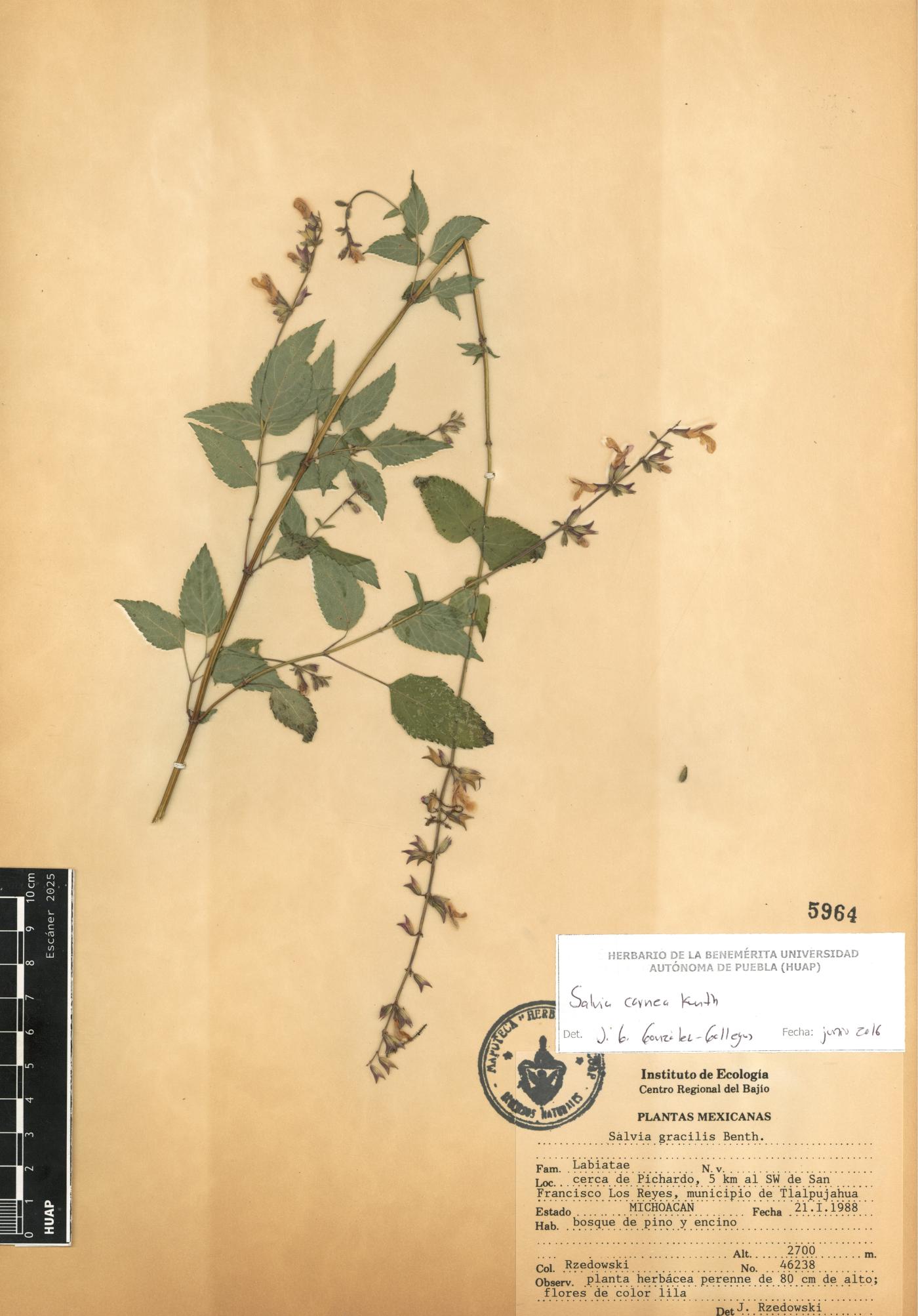 Salvia carnea image