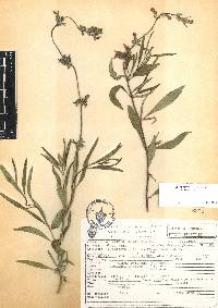 Salvia laevis image