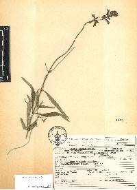 Salvia laevis image