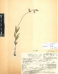 Salvia laevis image