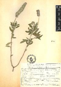 Salvia lavanduloides image