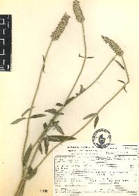 Salvia lavanduloides image