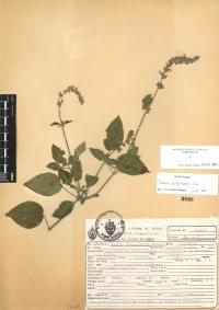 Salvia polystachia image