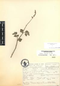 Salvia misella image