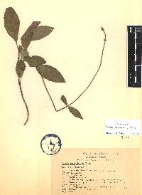 Salvia lavanduloides image