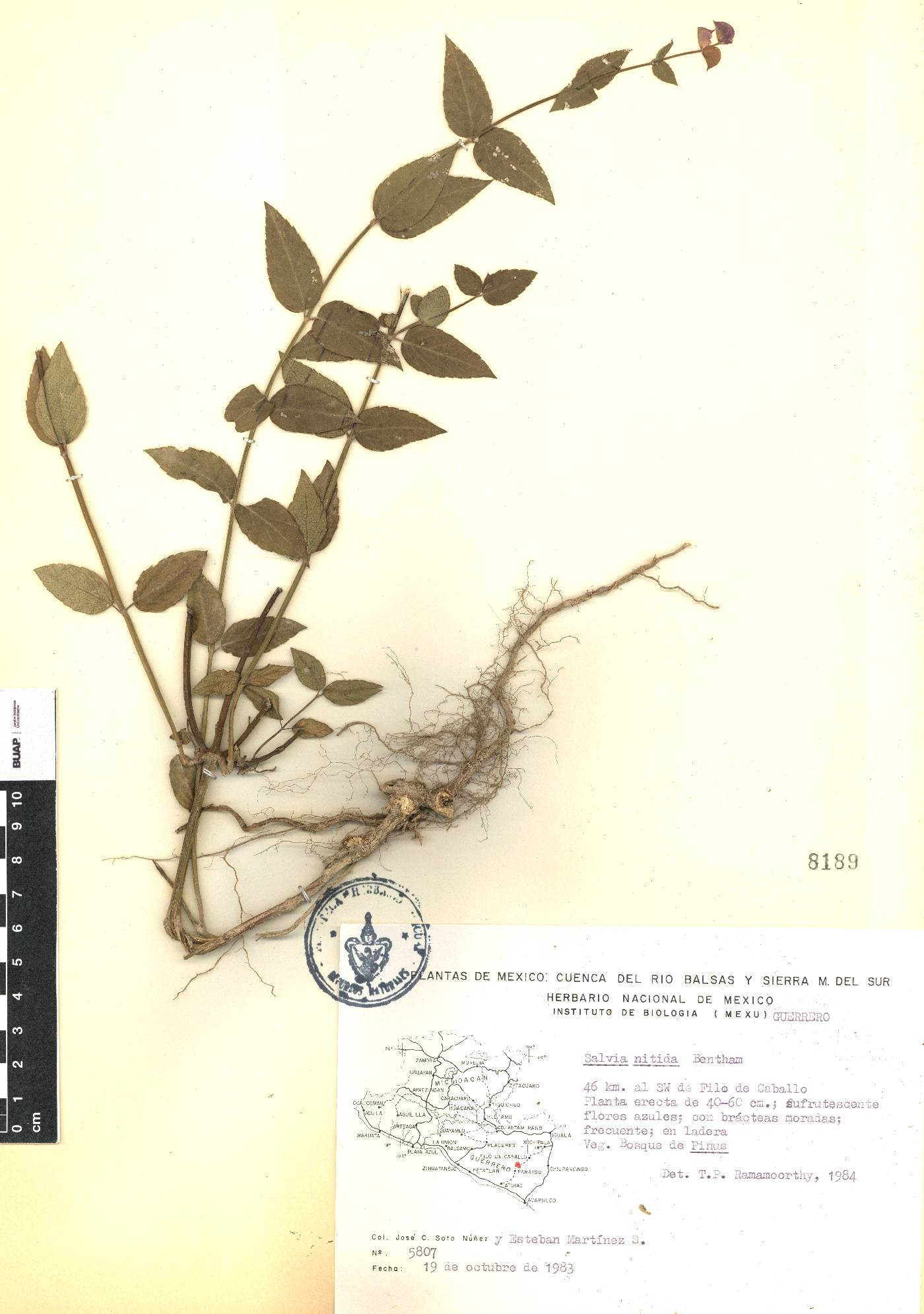 Salvia nitida image