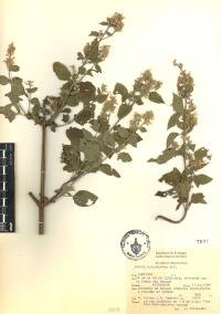 Salvia polystachia image