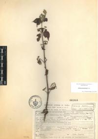 Salvia polystachia image