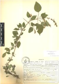 Salvia polystachia image