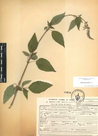 Salvia polystachia image