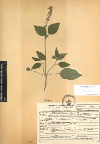 Salvia polystachia image
