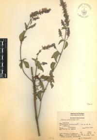Salvia polystachia image