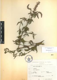 Salvia polystachia image