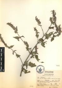 Salvia polystachia image
