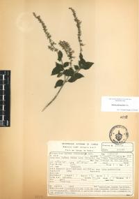 Salvia polystachia image