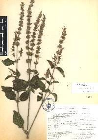 Salvia polystachia image