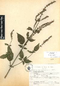 Salvia polystachia image